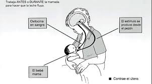 Top de los pequeños pechos